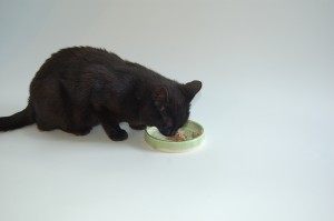 OH YUMMY! WET CAT FOOD!!