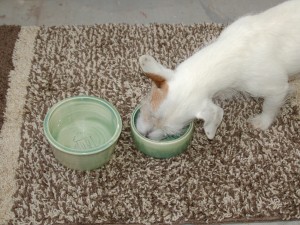 Don't forget the matching water bowl!